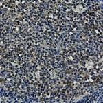 HSP90AA1 Antibody in Immunohistochemistry (Paraffin) (IHC (P))