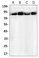 HSP90AA1 Antibody in Western Blot (WB)
