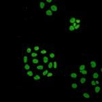 ILF3 Recombinant Rabbit Monoclonal Antibody
