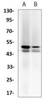 Mapk8 Antibody in Western Blot (WB)