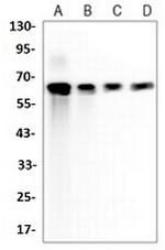 LTA4H Antibody in Western Blot (WB)