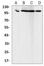 MCM2 Antibody in Western Blot (WB)