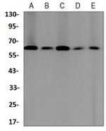 MSN Antibody in Western Blot (WB)
