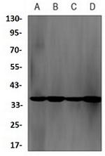 Nek7 Recombinant Rabbit Monoclonal Antibody