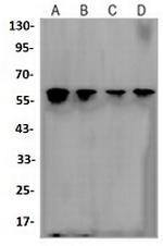NR1D1 Antibody in Western Blot (WB)