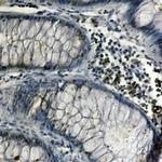 NRF1 Antibody in Immunohistochemistry (Paraffin) (IHC (P))