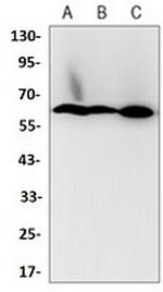 NRF1 Antibody in Western Blot (WB)