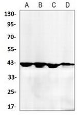 MAPK14 Antibody in Western Blot (WB)
