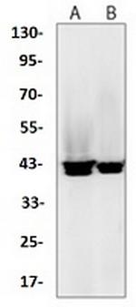 Pcbp2 Recombinant Rabbit Monoclonal Antibody