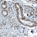 PPP1CB Antibody in Immunohistochemistry (Paraffin) (IHC (P))