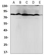 PRMT7 Recombinant Rabbit Monoclonal Antibody