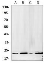 PEBP1 Antibody in Western Blot (WB)