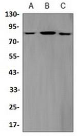 Phospho-STAT3 (Ser727) Antibody in Western Blot (WB)