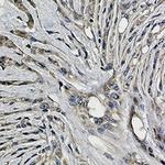 SYP Antibody in Immunohistochemistry (Paraffin) (IHC (P))