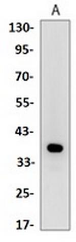 SYP Antibody in Western Blot (WB)