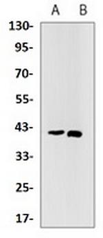 STING1 Antibody in Western Blot (WB)