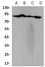 TNS4 Recombinant Rabbit Monoclonal Antibody