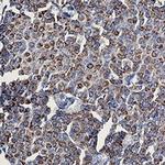 TOMM20 Antibody in Immunohistochemistry (Paraffin) (IHC (P))