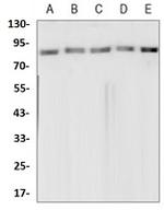 TOP1 Antibody in Western Blot (WB)