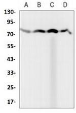 TRIM25 Antibody in Western Blot (WB)