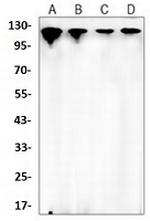 VCL Antibody in Western Blot (WB)
