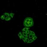 WDR1 Antibody in Immunocytochemistry (ICC/IF)