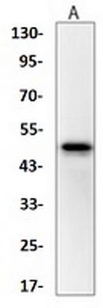 WNT5A Antibody in Western Blot (WB)