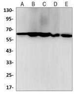 YY1 Recombinant Rabbit Monoclonal Antibody