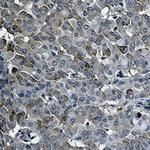 IRF7 Antibody in Immunohistochemistry (Paraffin) (IHC (P))