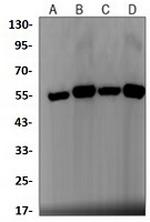 SPP1 Antibody in Western Blot (WB)