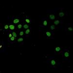 H3K27me3 Antibody in Immunocytochemistry (ICC/IF)