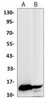 H3K27me3 Antibody in Western Blot (WB)