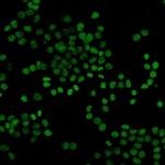 H3K27ac Recombinant Rabbit Monoclonal Antibody