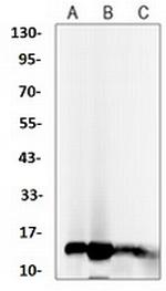 H3K27ac Antibody in Western Blot (WB)