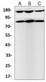 Phospho-NTRK2 (Tyr705) Antibody in Western Blot (WB)