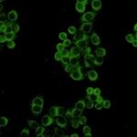 BID Antibody in Immunocytochemistry (ICC/IF)