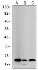 BID Antibody in Western Blot (WB)