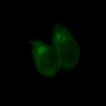CLSTN1 Recombinant Rabbit Monoclonal Antibody