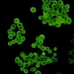 CYP2D6 Recombinant Rabbit Monoclonal Antibody