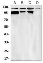 DGKZ Recombinant Rabbit Monoclonal Antibody