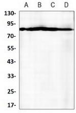 EIF4B Antibody in Western Blot (WB)