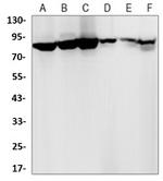 ARNT Antibody in Western Blot (WB)