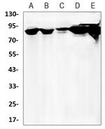 HSP90AB1 Antibody in Western Blot (WB)