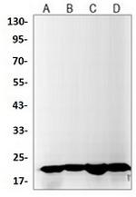 IL26 Antibody in Western Blot (WB)
