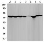 IMPDH2 Antibody in Western Blot (WB)