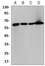 KEAP1 Antibody in Western Blot (WB)