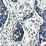 LMNA Antibody in Immunohistochemistry (Paraffin) (IHC (P))