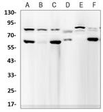 LMNA Antibody in Western Blot (WB)