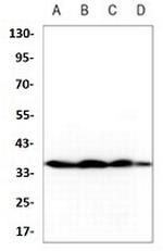 MAPK14 Antibody in Western Blot (WB)