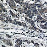 PXN Recombinant Rabbit Monoclonal Antibody